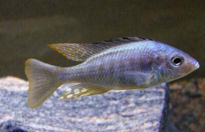 Aulonocara aquilonium